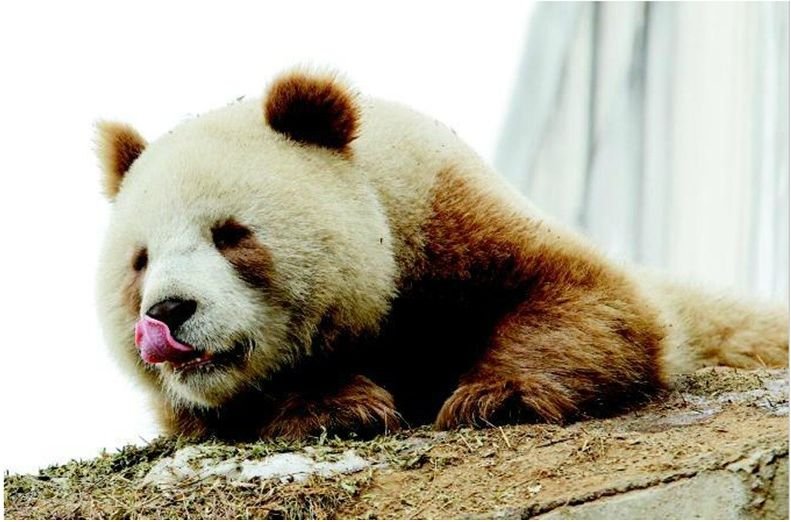 超レア 白黒ではないパンダのその後 中華圏での番組 撮影コーディネート ライブ配信 フライメディア