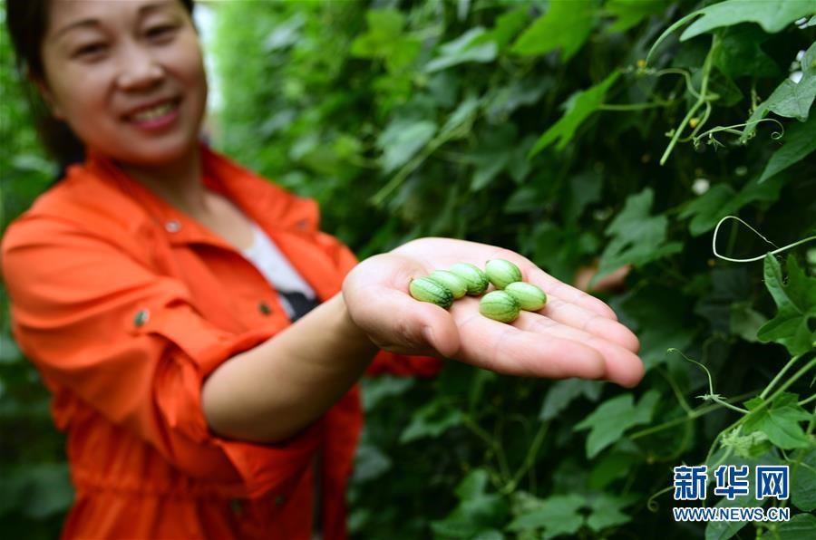 これはスイカなの 親指ほどの大きさしかない 超小型スイカ が収穫迎える 中華圏での番組 撮影コーディネート ライブ配信 フライメディア