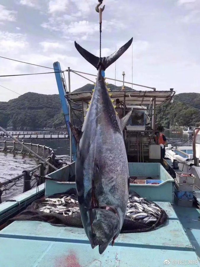 釣りとグルメを愛する浙江の男性 250キロ超の巨大マグロを一本買い 株式会社フライメディア