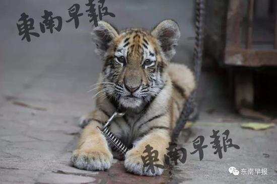怖い 可愛い 9歳の女の子が虎を連れて散歩 中華圏での番組 撮影コーディネート ライブ配信 フライメディア