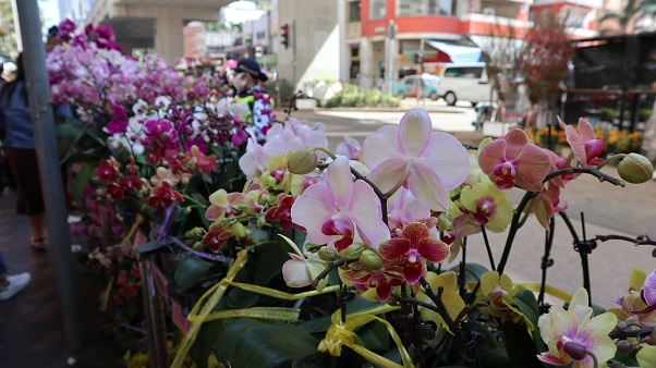 香港正月花市