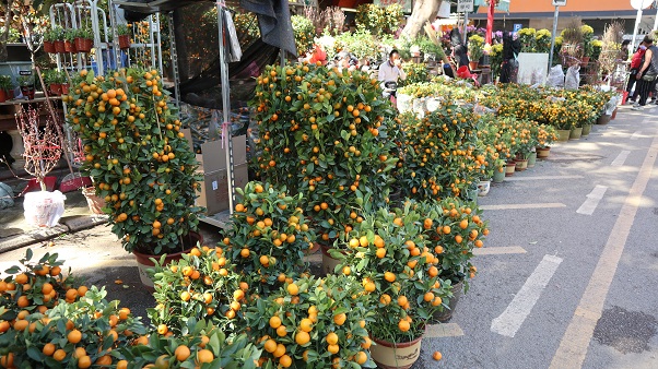 香港正月花市
