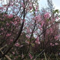 香港で満開の桜を見る！桜の新名所、東涌櫻花園