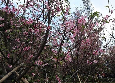 東涌櫻花園