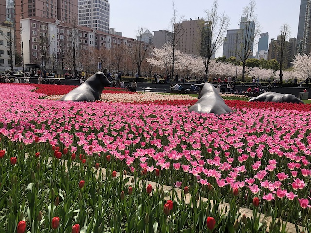 上海・色とりどりのチューリップが咲く