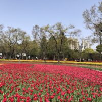 彫刻と花の競演が魅力の公園でまったりと過ごす上海の週末！