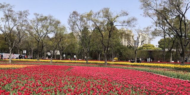 上海・春爛漫の公園