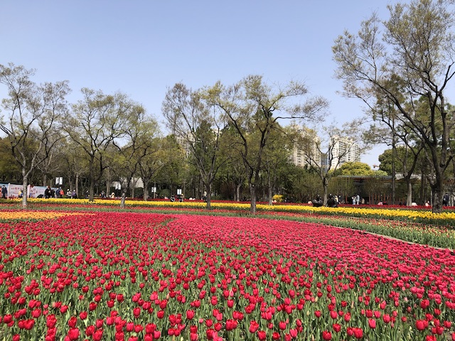 上海・春爛漫の公園